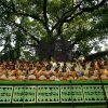 Pohela-Boishakh-Celebrated